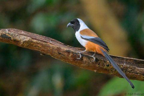 Collared Treepie_China-1