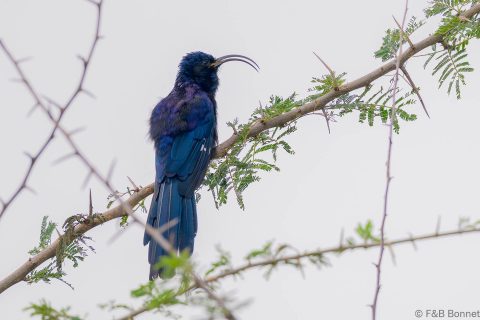 Common Scimitarbill_South Africa-3