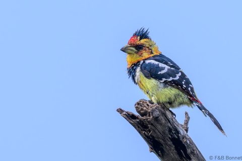 Crested barbet south africa 3