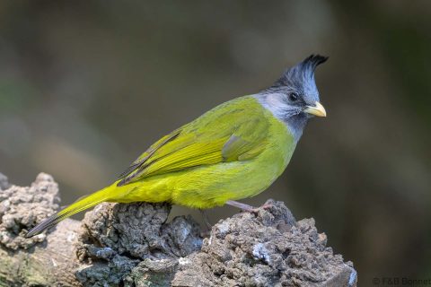 Crested Finchbill_China-4