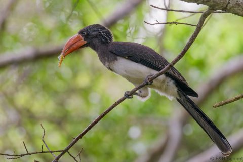 Crowned hornbill south africa 1