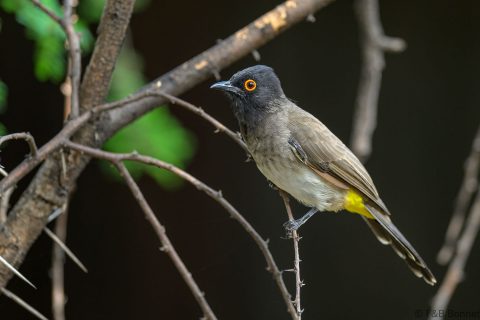 Dark-capped Bulbul_South Africa-1