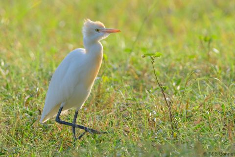 Eastern cattle egret thailand 3