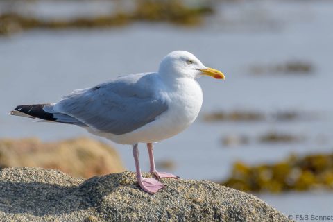 European Herring Gull_France-3