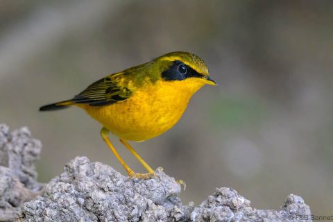 Golden Bush Robin_China-1
