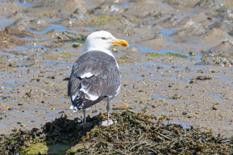 Great Black-backed Gull_France-1