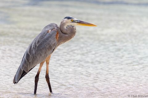 Great blue heron ecuador 1