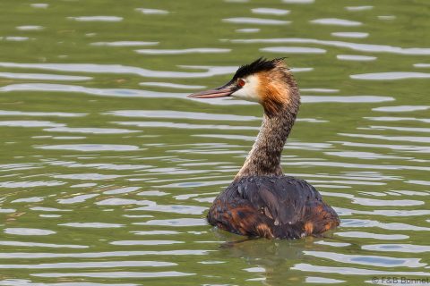 Great Crested Grebe_France-1