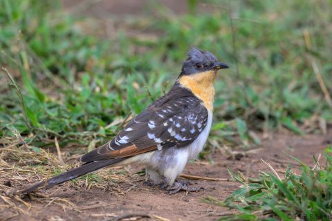 Great Spotted Cuckoo_South Africa-2