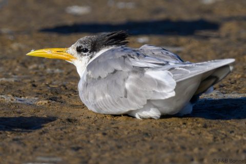 Greater Crested Tern_South Africa-2