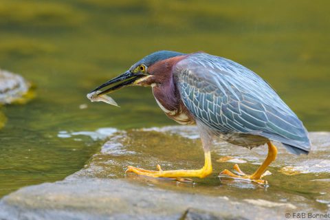 Green heron costa rica 1