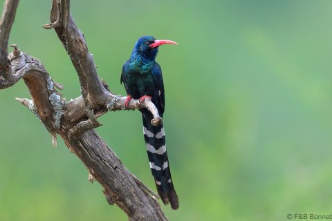 Green Wood-Hoopoe_South Africa-5