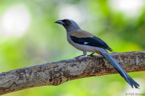 Grey Treepie_China-3