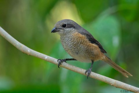 Grey-backed Shrike_China-1