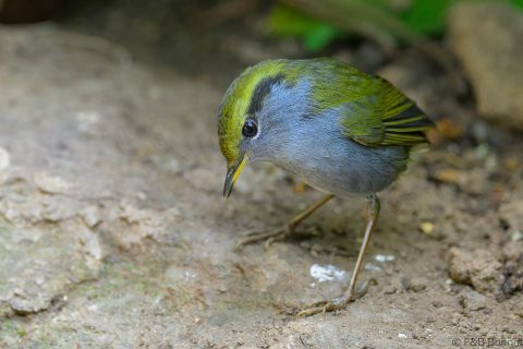 Grey-bellied Tesia_China-2