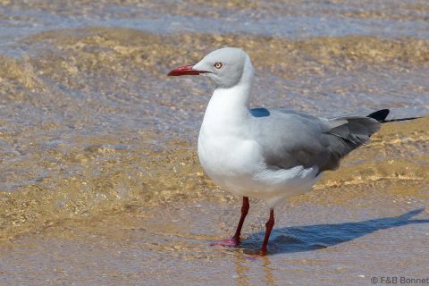 Grey-headed Gull_South Africa-4
