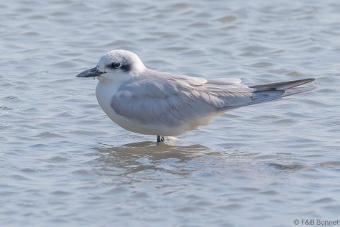 Gull-billed Tern_Thailand-1