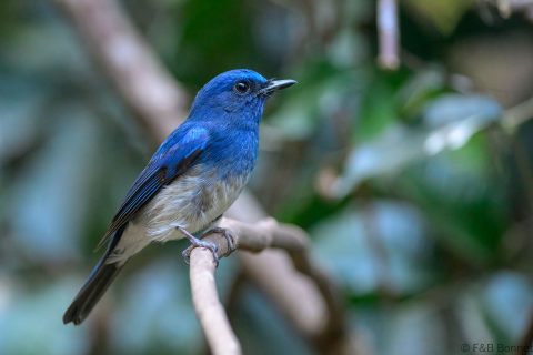 Hainan blue flycatcher thailand 4