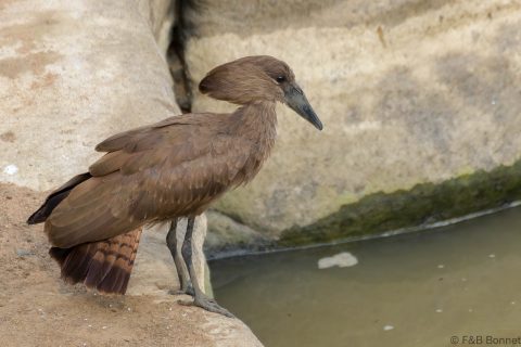 Hamerkop south africa 3