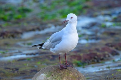 Hartlaub's Gull_South Africa-1