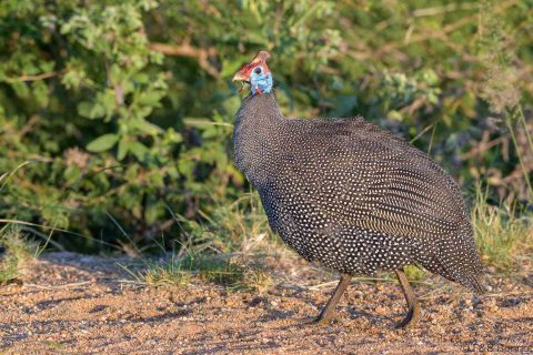 Helmeted Guineafowl_South Africa-1