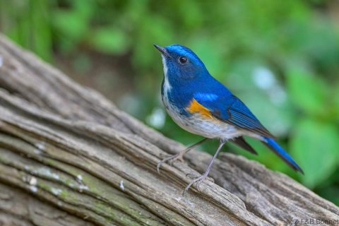 Himalayan Bluetail_China-5
