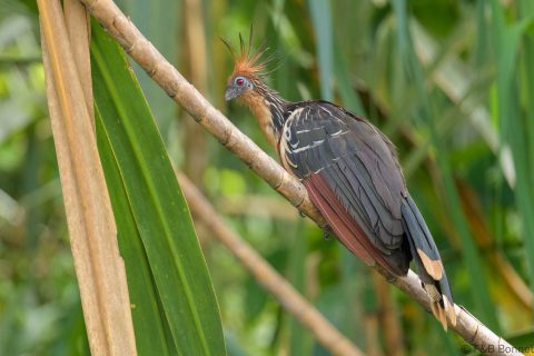 Hoatzin ecuador 1