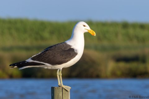 Kelp Gull_South Africa-4