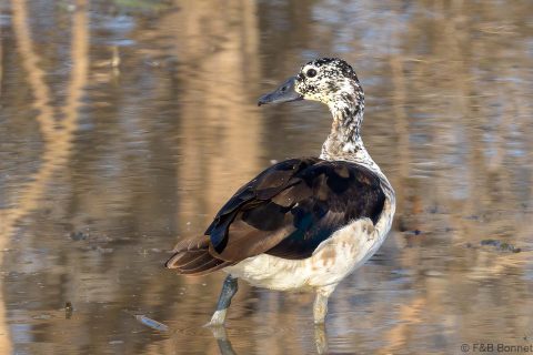 Knob-billed Duck_South Africa-1