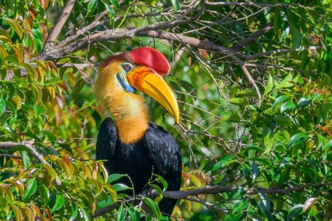 Knobbed hornbill indonesia 2