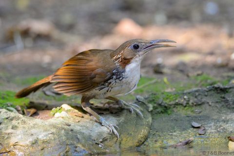 Large scimitar babbler thailand 1