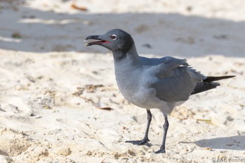 Lava Gull_Ecuador-1