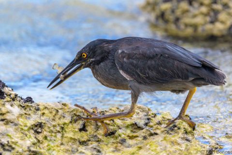 Lava heron ecuador 4