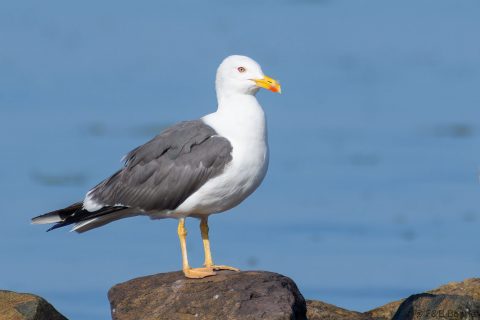 Lesser Black-backed Gull_France-2