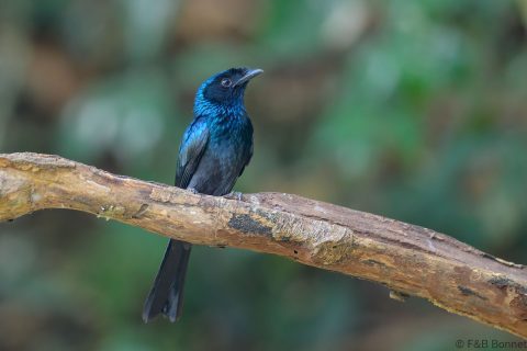 Lesser Racket-tailed Drongo_China-1