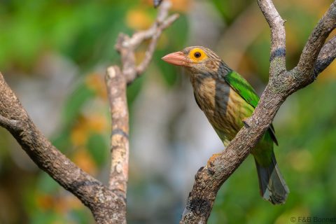 Lineated barbet thailand 5