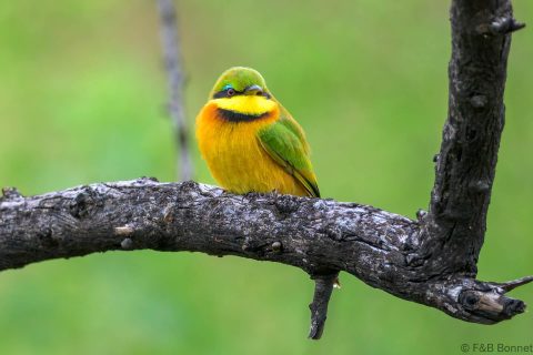 Little Bee-eater_South Africa-3