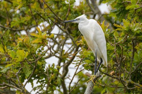 Little egret france 1
