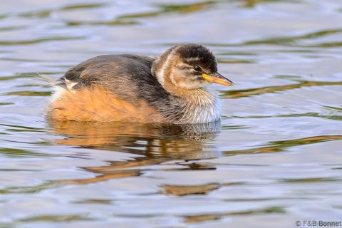 Little Grebe_South Africa-4
