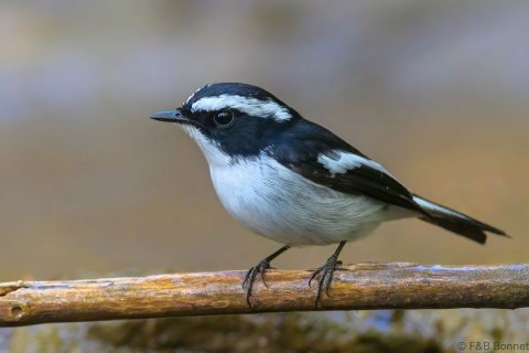 Little Pied Flycatcher_China-4