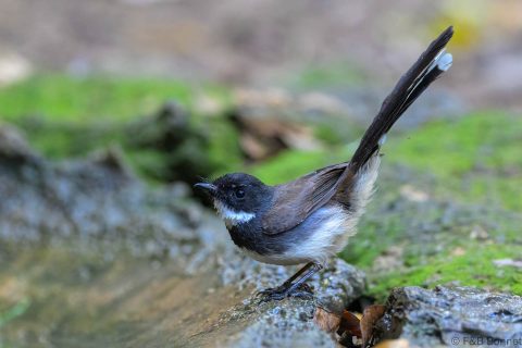 Malaysian pied fantail thailand 4