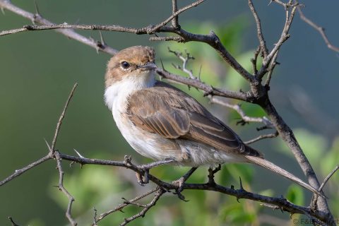 Marico Flycatcher_South Africa-3