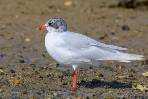 Mediterranean Gull_France-2
