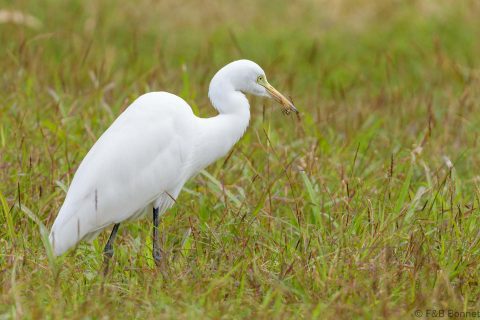 Medium egret thailand 1