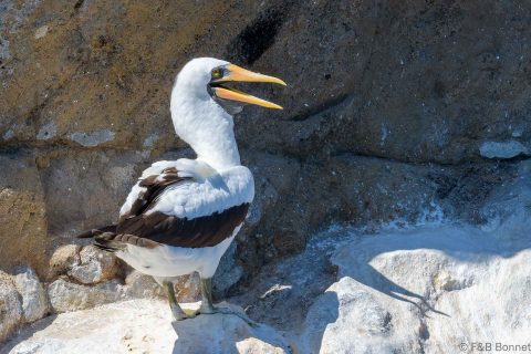 Nazca Booby_Ecuador-2