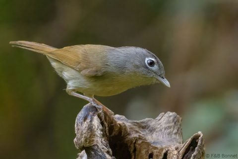 Nepal Fulvetta_China-1