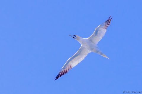 Northern Gannet_France-2