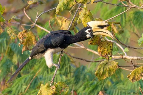 Oriental pied hornbill thailand 2