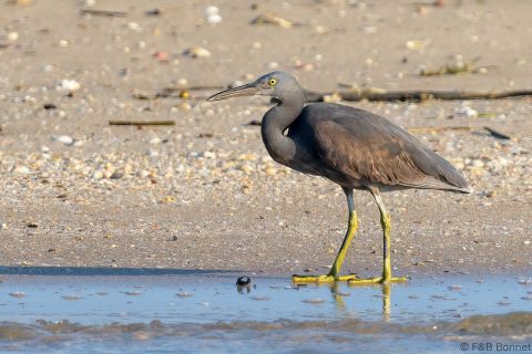 Pacific reef heron thailand 1