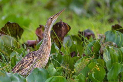 Pinnated bittern costa rica 1